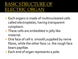  Each organs is made of multinucleated cells
called electroplates, having transparent
cytoplasm.
 These cells are embedded in jelly like
material.
 One face of cell is smooth,supplied by nerve
fibres, while the other face i.e. the rough face
bears papillae.
 Each end of organ represents a pole.
 