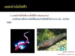 5. แหล่งกาเนิดไฟฟ้าจากสิ่งมีชีวิต (Bioelectric)
      ภาพตัวอย่างสัตว์บางชนิดที่มีแหล่งกาเนิดไฟฟ้าในร่างกาย เช่น ปลาไหล
ไฟฟ้า
 