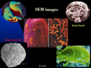 SEM images
Tumor spheroid
Insect head
S S Jena
 