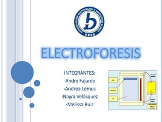 INTEGRANTES:
•Andry Fajardo
•Andrea Lemus
•Nayra Velásquez
•Melissa Ruiz
ELECTROFORESIS
 