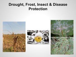 Drought, Frost, Insect & Disease
Protection
 