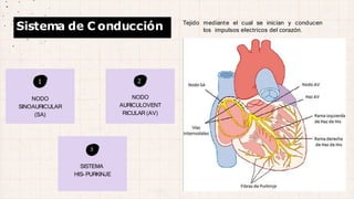 1
NODO
SINOAURICULAR
(SA)
2
NODO
AURICULOVENT
RICULAR (AV)
3
SISTEMA
HIS- PURKINJE
Sistema de C onducción Tejido mediante el cual se inician y conducen
los impulsos electricos del corazón.
 