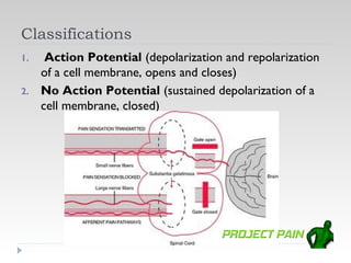 Classifications
1.    Action Potential (depolarization and repolarization
     of a cell membrane, opens and closes)
2.   No Action Potential (sustained depolarization of a
     cell membrane, closed)
 