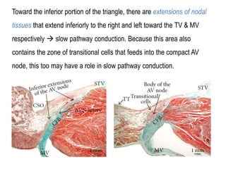 Electro anatomy.ppt