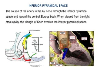 Electro anatomy.ppt