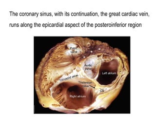 Electro anatomy.ppt