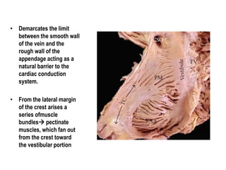 Electro anatomy.ppt