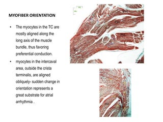 Electro anatomy.ppt