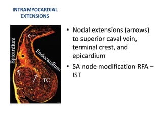 Electro anatomy.ppt