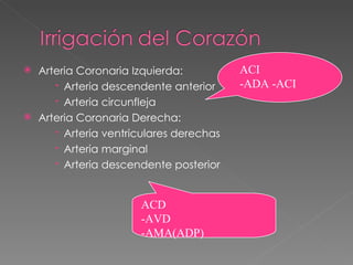  Arteria Coronaria Izquierda:          ACI
      Arteria descendente anterior     -ADA -ACI
      Arteria circunfleja
 Arteria Coronaria Derecha:
      Arteria ventriculares derechas
      Arteria marginal
      Arteria descendente posterior


                      ACD
                      -AVD
                      -AMA(ADP)
 