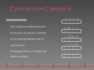 +        +        +        +
Despolarización:
                                    -        -        -        -
                                         -        -        -        -
   Si la célula es estimulada en
                                    - +               +        +
                                    + -               -        -
    un punto, ocurre un cambio
                                     -       - + +
    en la permeabilidad de la       +        + - -

    membrana                         -        -       - +
                                    +        +        + -
   Propagándose a lo largo de
                                    -         -        -        -
    toda la célula.                 +        +        +        +
 