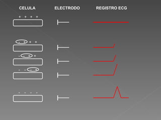 CELULA          ELECTRODO   REGISTRO ECG

+ + + +




- + + +


- - + +


-   -   - +




-   -   -   -
 