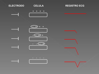 ELECTRODO       CELULA       REGISTRO ECG

            + + + +




            - + + +


            - - + +


            -    -   - +




            -    -   -   -
 