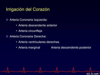 Irrigación del Corazón

 Arteria Coronaria Izquierda:
     • Arteria descendente anterior
     • Arteria circunfleja
 Arteria Coronaria Derecha:
     • Arteria ventriculares derechas
     • Arteria marginal         Arteria descendente posterior
 