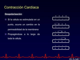 Contracción Cardíaca
Despolarización:
                                     +        +        +        +
  Si la célula es estimulada en un   -        -        -        -
                                          -        -        -        -

  punto, ocurre un cambio en la      - +               +        +
                                     + -               -        -
  permeabilidad de la membrana
                                      -       - + +
  Propagándose a lo largo de         +        + - -

  toda la célula.                     -        -       - +
                                     +        +        + -

                                     -         -        -        -
                                     +        +        +        +
 