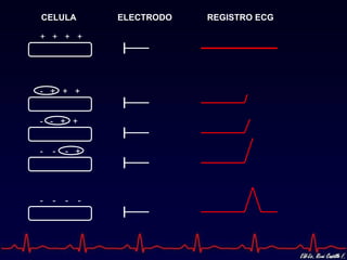 CELULA          ELECTRODO   REGISTRO ECG

+ + + +




- + + +


- - + +


-   -   - +




-   -   -   -
 