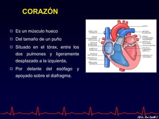 CORAZÓN

Es un músculo hueco
Del tamaño de un puño
Situado en el tórax, entre los
dos pulmones y ligeramente
desplazado a la izquierda,
Por   delante   del   esófago   y
apoyado sobre el diafragma.
 