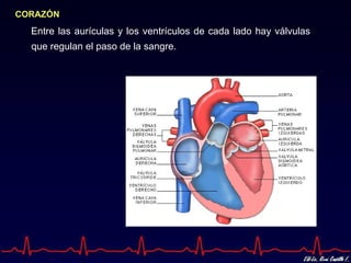 CORAZÓN
  Entre las aurículas y los ventrículos de cada lado hay válvulas
  que regulan el paso de la sangre.
 