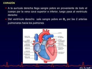CORAZÓN

  A la aurícula derecha llega sangre pobre en proveniente de todo el
  cuerpo por la vena cava superior e inferior, luego pasa al ventrículo
  derecho
  Del ventrículo derecho sale sangre pobre en O2 por las 2 arterias
  pulmonares hacia los pulmones
 