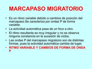 MARCAPASO MIGRATORIO
• Es un ritmo variable debido a cambios de posición del
marcapaso.Se caracteriza por ondas P de forma
variable.
• La actividad automática pasa de un foco a otro.
• El ritmo resultante es muy irregular y no se observa
ninguna constancia en la sucesión de ciclos.
• Las ondas P del marcapaso migratorio son de distintas
formas, pues la actividad automática cambia de lugar.
• RITMO VARIABLE Y CAMBIOS DE FORMA DE ONDA
P
 