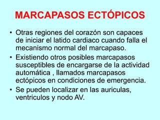 MARCAPASOS ECTÓPICOS
• Otras regiones del corazón son capaces
de iniciar el latido cardiaco cuando falla el
mecanismo normal del marcapaso.
• Existiendo otros posibles marcapasos
susceptibles de encargarse de la actividad
automática , llamados marcapasos
ectópicos en condiciones de emergencia.
• Se pueden localizar en las auriculas,
ventriculos y nodo AV.
 