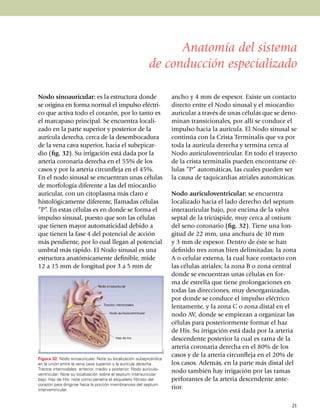 Anatomía del sistema
                                                          de conducción especializado

Nodo sinoauricular: es la estructura donde                          ancho y 4 mm de espesor. Existe un contacto
se origina en forma normal el impulso eléc­tri­                     directo entre el Nodo sinusal y el miocardio
co que activa todo el corazón, por lo tanto es                      auricular a través de unas células que se deno­­
el marcapaso principal. Se encuentra locali­                        minan transicio­nales, por allí se conduce el
zado en la parte superior y posterior de la                         impulso hacia la aurícula. El Nodo sinusal se
aurícula derecha, cerca de la desembo­ca­dura                       continúa con la Crista Terminalis que va por
de la vena cava superior, hacia el sub­epicar­                      toda la aurícula de­re­cha y termina cerca al
dio (fig. 32). Su irrigación está dada por la                       Nodo auriculo­ventri­cular. En todo el trayecto
arteria coronaria derecha en el 55% de los                          de la crista ter­mi­nalis pueden encontrarse cé­
casos y por la arteria circunfleja en el 45%.                       lulas “P” auto­máticas, las cuales pueden ser
En el nodo sinusal se encuentran unas cé­lulas                      la causa de taquicardias atriales automáticas.
de morfología diferente a las del miocardio
auricular, con un citoplasma más claro e                            Nodo auriculoventricular: se encuentra
histológicamente diferente, llamadas células                        localizado hacia el lado derecho del septum
“P”. En estas células es en donde se forma el                       inter­auricular bajo, por encima de la valva
impulso sinusal, puesto que son las células                         septal de la tricús­pi­de, muy cerca al ostium
que tienen mayor automaticidad debido a                             del seno coronario (fig. 32). Tiene una lon­
que tienen la fase 4 del potencial de acción                        gitud de 22 mm, una anchu­ra de 10 mm
más pendiente, por lo cual llegan al po­ten­cial                    y 3 mm de espesor. Dentro de éste se han
umbral más rápido. El Nodo sinusal es una                           definido tres zonas bien deli­mitadas: la zona
estruc­tura anatómicamente definible, mide                          A o celular externa, la cual hace contacto con
12 a 15 mm de longitud por 3 a 5 mm de                              las células atriales; la zona B o zona central
                                                                    donde se en­cuen­tran unas células en for­
                                                                    ma de estrella que tiene pro­longaciones en
                                                                    todas las direcciones, muy deso­rgani­za­das,
                                                                    por donde se conduce el impulso eléctrico
                                                                    len­ta­mente, y la zona C o zona distal en el
                                                                    nodo AV, donde se empiezan a orga­nizar las
                                                                    cé­lu­las para posterio­rmente formar el haz
                                                                    de His. Su irrigación está dada por la arteria
                                                                    descen­dente posterior la cual es rama de la
                                                                    arteria coronaria derecha en el 80% de los
                                                                    casos y de la arteria circunfleja en el 20% de
Figura 32. Nodo sinoauricular. Note su localización subepicárdica
en la unión entre la vena cava superior y la aurícula derecha.      los casos. Además, en la parte más distal del
Tractos internodales: anterior, medio y posterior. Nodo auriculo­
ventricular: Note su localización sobre el septum interauricular
                                                                    nodo también hay irrigación por las ramas
bajo. Haz de His: note como penetra el esqueleto fibroso del        per­foran­tes de la arteria descendente ante­
corazón para dirigirse hacia la porción membranosa del septum
interventricular.                                                   rior.

                                                                                                                 21
 