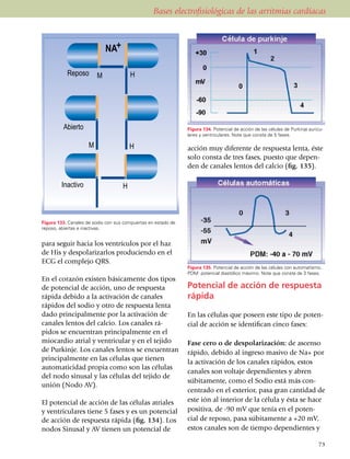 Bases electrofisiológicas de las arritmias cardíacas




                                                               Figura 134. Potencial de acción de las células de Purkinje auricu­
                                                               lares y ventriculares. Note que consta de 5 fases.

                                                               acción muy diferente de res­puesta lenta, éste
                                                               solo consta de tres fases, puesto que depen­
                                                               den de canales lentos del calcio (fig. 135).




Figura 133. Canales de sodio con sus compuertas en estado de
reposo, abiertas e inactivas.


para seguir hacia los ven­trículos por el haz
de His y despo­la­rizarlos produciendo en el
ECG el complejo QRS.
                                                               Figura 135. Potencial de acción de las células con automatismo.
                                                               PDM: potencial diastólico máximo. Note que consta de 3 fases.
En el corazón existen bási­camente dos tipos
de potencial de acción, uno de respuesta                       Potencial de acción de respuesta
rápida debido a la activación de canales                       rápida
rápidos del sodio y otro de respuesta lenta
dado principalmente por la activación de                       En las células que poseen este tipo de poten­
canales lentos del calcio. Los canales rá­                     cial de acción se identifican cinco fases:
pidos se encuentran principalmente en el
miocar­dio atrial y ventricular y en el tejido                 Fase cero o de despo­la­riza­ción: de ascenso
de Pur­kinje. Los canales lentos se encuentran                 rápido, debido al ingreso masivo de Na+ por
principalmente en las células que tienen                       la activación de los canales rápidos, estos
automa­ticidad propia como son las células
                                                               canales son voltaje dependientes y abren
del nodo sinusal y las células del tejido de
                                                               súbitamente, como el Sodio está más con­
unión (Nodo AV).
                                                               centrado en el exterior, pasa gran can­ti­dad de
El potencial de acción de las células atriales                 este ión al interior de la célula y ésta se hace
y ventriculares tiene 5 fases y es un potencial                positiva, de -90 mV que tenía en el poten­
de acción de respuesta rápida (fig. 134). Los                  cial de reposo, pasa súbita­mente a +20 mV,
nodos Sinusal y AV tienen un potencial de                      estos canales son de tiempo dependien­tes y

                                                                                                                              73
 