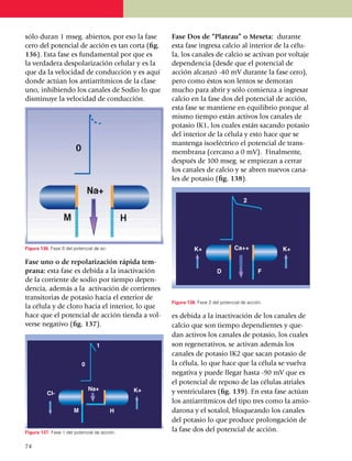 sólo duran 1 mseg. abiertos, por eso la fase        Fase Dos de “Plateau” o Meseta: durante
cero del po­ten­cial de acción es tan corta (fig.   esta fase ingresa calcio al interior de la célu­
136). Esta fase es fundamental por que es           la, los canales de calcio se activan por voltaje
la ver­dadera despo­larización celular y es la      dependencia (desde que el potencial de
que da la velocidad de con­ducción y es aquí        acción alcanzó -40 mV durante la fase cero),
donde actúan los antia­rrít­micos de la clase       pero como éstos son lentos se demoran
uno, inhi­biendo los canales de Sodio lo que        mucho para abrir y sólo comienza a ingresar
disminuye la velocidad de conducción.               calcio en la fase dos del potencial de acción,
                                                    esta fase se mantiene en equilibrio porque al
                                                    mismo tiempo están activos los canales de
                                                    potasio IK1, los cuales están sacando potasio
                                                    del interior de la célula y esto hace que se
                                                    mantenga isoeléctrico el potencial de trans­
                                                    membrana (cercano a 0 mV). Finalmente,
                                                    después de 100 mseg. se empiezan a cerrar
                                                    los canales de calcio y se abren nuevos cana­
                                                    les de potasio (fig. 138).

                                                    Fase Tres o de repolarización rápida tardía:




Figura 136. Fase 0 del potencial de ac­

Fase uno o de repolarización rápida tem-
prana: esta fase es debida a la inacti­va­ción
de la corriente de sodio por tiempo depen­
dencia, además a la activación de corrientes
transitorias de potasio hacia el exterior de
                                                    Figura 138. Fase 2 del potencial de acción.
la célula y de cloro hacia el interior, lo que
hace que el potencial de acción tienda a vol­       es debida a la inactivación de los canales de
verse negativo (fig. 137).                          calcio que son tiempo depen­dien­tes y que­
                                                    dan activos los canales de potasio, los cuales
                                  1                 son rege­nerativos, se activan además los
                                                    canales de potasio IK2 que sacan potasio de
                           0                        la célula, lo que hace que la célula se vuelva
                                                    negativa y puede llegar hasta -90 mV que es
                                                    el potencial de reposo de las células atriales
                               Na+            K+    y ventriculares (fig. 139). En esta fase actúan
          Cl-
                                                    los antiarrítmicos del tipo tres como la amio­
                       M                  H         darona y el sotalol, bloqueando los canales
                                                    del potasio lo que produce prolongación de
Figura 137. Fase 1 del potencial de acción.
                                                    la fase dos del potencial de acción.

74
 