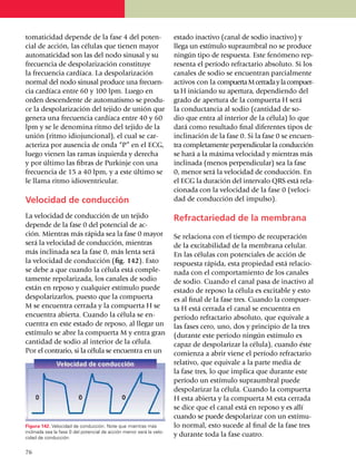 tomaticidad depende de la fase 4 del poten­                           estado inactivo (canal de sodio inactivo) y
cial de acción, las células que tienen mayor                          llega un estímulo supraumbral no se produce
automa­ti­ci­dad son las del nodo sinu­sal y su                       ningún tipo de res­pues­ta. Este fe­nómeno rep­
frecuencia de despo­la­ri­za­ción cons­ti­tuye                        resenta el período refractario absoluto. Si los
la frecuencia cardíaca. La despo­la­riza­ción                         canales de sodio se encuen­tran parcial­mente
normal del nodo sinusal produce una frecuen­                          activos con la compuerta M cerrada y la compuer­
cia car­díaca entre 60 y 100 lpm. Luego en                            ta H iniciando su apertura, depen­diendo del
orden descendente de auto­ma­tis­mo se pro­du­                        grado de apertura de la compuerta H será
ce la despolarización del tejido de unión que                         la conduc­tancia al sodio (cantidad de so­
genera una fre­cuencia cardíaca entre 40 y 60                         dio que entra al interior de la célula) lo que
lpm y se le denomina ritmo del tejido de la                           dará como resultado final diferentes tipos de
unión (ritmo idiojuncional), el cual se car­                          inclinación de la fase 0. Si la fase 0 se encuen­
acteriza por ausencia de onda “P” en el ECG,                          tra comple­ta­mente perpendi­cular la con­ducción
luego vienen las ramas iz­quierda y derecha                           se hará a la máxima velo­cidad y mientras más
y por último las fibras de Purkinje con una                           inclinada (menos perpendicular) sea la fase
frecuencia de 15 a 40 lpm, y a este último se                         0, menor será la velocidad de conducción. En
le llama ritmo idioven­tri­cu­lar.                                    el ECG la duración del inter­valo QRS está rela­­
                                                                      cionada con la ve­locidad de la fase 0 (veloci­
Velocidad de conducción                                               dad de conducción del impulso).

La velocidad de conducción de un tejido                               Refractariedad de la membrana
depende de la fase 0 del potencial de ac­
ción. Mientras más rápida sea la fase 0 mayor                         Se relaciona con el tiempo de recuperación
será la velocidad de conducción, mientras                             de la excitabilidad de la membrana celular.
más inclinada sea la fase 0, más lenta será                           En las células con potenciales de acción de
la velocidad de conducción (fig. 142). Esto                           respuesta rápida, esta propiedad está rela­cio­
se debe a que cuando la célula está comple­                           nada con el comportamiento de los canales
ta­mente repo­la­rizada, los canales de sodio                         de sodio. Cuando el canal pasa de inactivo al
están en reposo y cualquier estímulo puede                            estado de reposo la célula es excitable y esto
despolarizarlos, puesto que la compuerta                              es al final de la fase tres. Cuando la compuer­­
M se encuentra cerrada y la compuerta H se                            ta H está cerrada el canal se encuentra en
encuentra abierta. Cuando la célula se en­                            período refractario absoluto, que equivale a
cuentra en este estado de reposo, al llegar un                        las fases cero, uno, dos y principio de la tres
estímulo se abre la compuerta M y entra gran                          (durante este período ningún estímulo es
cantidad de sodio al interior de la célula.                           capaz de despo­la­rizar la célula), cuando éste
Por el contrario, si la célula se en­cuen­tra en un                   comienza a abrir viene el período refractario
                                                                      relativo, que equivale a la parte media de
                                                                      la fase tres, lo que implica que durante este
                                                                      período un estí­mulo supraumbral puede
                                                                      despolarizar la célula. Cuando la compuerta
                                                                      H esta abierta y la compuerta M esta cerrada
                                                                      se dice que el canal está en reposo y es allí
                                                                      cuando se puede des­po­larizar con un estí­mu­
Figura 142. Velocidad de conducción. Note que mientras más            lo normal, esto sucede al final de la fase tres
inclinada sea la fase 0 del potencial de acción menor será la velo­
cidad de conducción.
                                                                      y durante toda la fase cuatro.

76
 