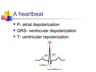 A heartbeat
 P- atrial depolarization
 QRS- ventricular depolarization
 T- ventricular repolarization
 