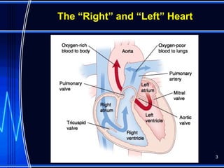 The “Right” and “Left” Heart




         ECG for PT by Padkao T   3
 