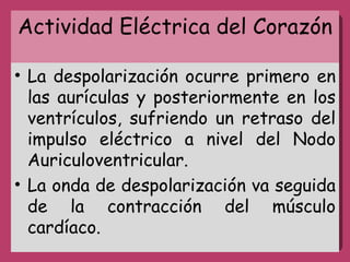 Actividad Eléctrica del Corazón La despolarización ocurre primero en las aurículas y posteriormente en los ventrículos, sufriendo un retraso del impulso eléctrico a nivel del Nodo Auriculoventricular. La onda de despolarización va seguida de la contracción del músculo cardíaco. 