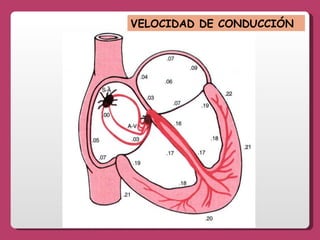 VELOCIDAD DE CONDUCCIÓN 