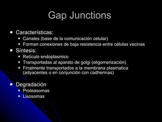 Gap Junctions  Características: Canales (base de la comunicación celular) Forman conexiones de baja resistencia entre células vecinas Síntesis: Retículo endoplasmico Transportadas al aparato de golgi (oligomerización) Finalmente transportados a la membrana plasmatica (adyacentes o en conjunción con cadherinas) Degradación Proteasomas Lisosomas 