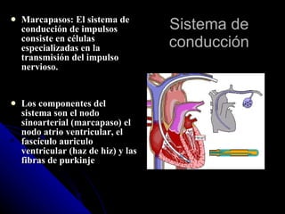 Sistema de conducción Marcapasos: El sistema de conducción de impulsos consiste en células especializadas en la transmisión del impulso nervioso. Los componentes del sistema son el nodo sinoarterial (marcapaso) el nodo atrio ventricular, el fascículo auriculo ventricular (haz de hiz) y las fibras de purkinje 