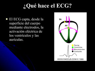 ¿Qué hace el ECG? El ECG capta, desde la superficie del cuerpo mediante electrodos, la activación eléctrica de los ventrículos y las aurículas.  