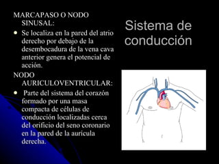 Sistema de conducción MARCAPASO O NODO SINUSAL: Se localiza en la pared del atrio derecho por debajo de la desembocadura de la vena cava anterior genera el potencial de acción. NODO AURICULOVENTRICULAR: Parte del sistema del corazón formado por una masa compacta de células de conducción localizadas cerca del orificio del seno coronario en la pared de la aurícula derecha. 