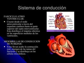 Sistema de conducción FASCICULO ATRIO VENTRICULAR: Cruzan desde el nodo atrioventricular a través del esqueleto cardiaco hasta su parte superior del septo interventricular. Este distribuye el impulso eléctrico en las superficies mediales de los ventrículos. MIOFIBRILLAS DE CONDUCCION DE PURKINJE: Estas llevan acabo la contracción real, emergen de las ramas del fascículo y se distribuye en las células miocárdicas. 