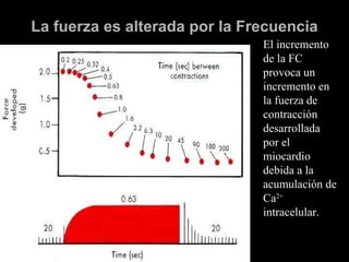 La fuerza es alterada por la Frecuencia El incremento de la FC provoca un incremento en la fuerza de contracción desarrollada por el miocardio debida a la acumulación de Ca 2+  intracelular. 