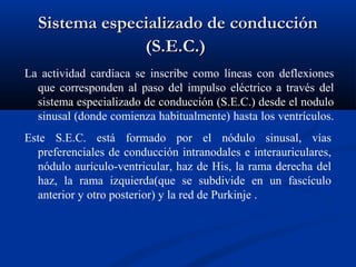Sistema especializado de conducción
               (S.E.C.)
La actividad cardíaca se inscribe como líneas con deflexiones
  que corresponden al paso del impulso eléctrico a través del
  sistema especializado de conducción (S.E.C.) desde el nodulo
  sinusal (donde comienza habitualmente) hasta los ventrículos.
Este S.E.C. está formado por el nódulo sinusal, vías
  preferenciales de conducción intranodales e interauriculares,
  nódulo aurículo-ventricular, haz de His, la rama derecha del
  haz, la rama izquierda(que se subdivide en un fascículo
  anterior y otro posterior) y la red de Purkinje .
 
