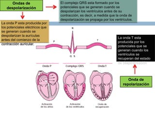 Ondas de
despolarización
Onda de
repolarización