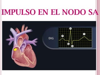 IMPULSO EN EL NODO SA

 