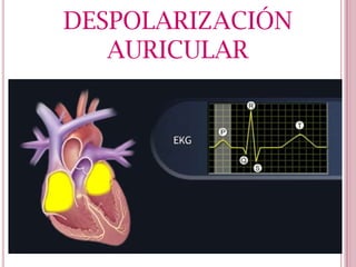 DESPOLARIZACIÓN
AURICULAR

 