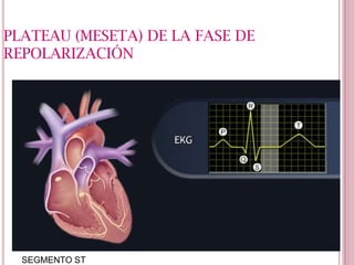 PLATEAU (MESETA) DE LA FASE DE
REPOLARIZACIÓN

SEGMENTO ST

 