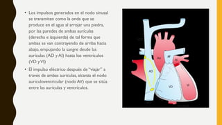 • Los impulsos generados en el nodo sinusal
se transmiten como la onda que se
produce en el agua al arrojar una piedra,
por las paredes de ambas aurículas
(derecha e izquierda) de tal forma que
ambas se van contrayendo de arriba hacia
abajo, empujando la sangre desde las
aurículas (AD y AI) hasta los ventrículos
(VD yVI)
• El impulso eléctrico después de “viajar” a
través de ambas aurículas, alcanza el nodo
auriculoventricular (nodo AV) que se sitúa
entre las aurículas y ventrículos.
 