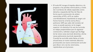 • El nodo AV recoge el impulso eléctrico y lo
proyecta a las paredes ventriculares, a través
de 2 cordones de células especiales (rama
derecha e izquierda del Haz de His), de
forma que la contracción de ambos
ventrículos, elVD y elVI, se realice
coordinadamente, impulsando la sangre con
fuerza hacia las arterias aorta (Ao) y
pulmonar (AP) que salen del corazón, tal
como se puede apreciar en la imagen
superior a la derecha.A la vez, las aurículas
se relajan preparándose para la siguiente
contracción y admiten sangre que les llega
de las venas cavas (aurícula derecha) y de las
venas pulmonares (aurícula izquierda).
Cuando las aurículas están llenas, el nodo
sinusal lanza un nuevo estímulo eléctrico
provocando una nueva contracción auricular
para llenar otra vez los ventrículos,
repitiéndose así el proceso.
 