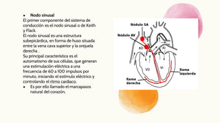 ● Nodo sinusal
El primer componente del sistema de
conducción es el nodo sinusal o de Keith
y Flack.
El nodo sinusal es una estructura
subepicárdica, en forma de huso situada
entre la vena cava superior y la orejuela
derecha .
Su principal característica es el
automatismo de sus células, que generan
una estimulación eléctrica a una
frecuencia de 60 a 100 impulsos por
minuto, iniciando el estímulo eléctrico y
controlando el ritmo cardiaco.
● Es por ello llamado el marcapasos
natural del corazón.
 