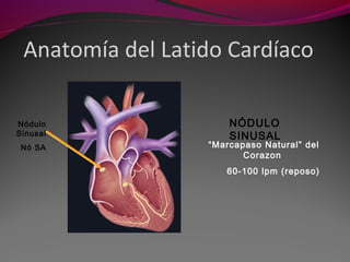 Anatomía del Latido Cardíaco
Nódulo
Sinusal
Nó SA “Marcapaso Natural” del
Corazon
60-100 lpm (reposo)
NÓDULO
SINUSAL
 
