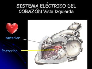 SISTEMA ELÉCTRICO DEL CORAZÓN Vista derechaNSAV Rama D