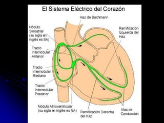 SISTEMA ELÉCTRICO DEL CORAZÓN Vista IzquierdaAnteriorPosterior